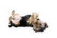 Yorkie Playing Dead Wall Decal
