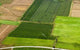 Irrigated Cropland Wall Decal