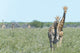 Two Giraffe in Etosha,Namibia Wall Mural