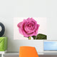 Rose with droplets Wall Mural