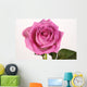 Rose with droplets Wall Mural