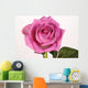 Rose with droplets Wall Mural