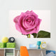 Rose with droplets Wall Mural