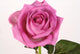 Rose with droplets Wall Mural
