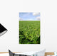 Cultivated Field Artichokes Wall Decal