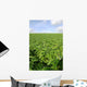 Cultivated Field Artichokes Wall Decal
