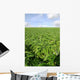 Cultivated Field Artichokes Wall Decal
