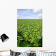 Cultivated Field Artichokes Wall Decal