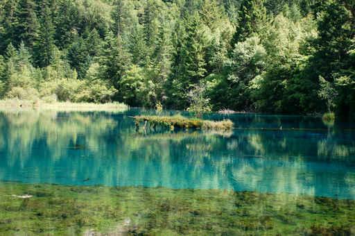 Panda Lake Jiuzhaigou Valley Wall Decal