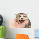 hand stroking a cat on a white background Wall Decal