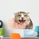 hand stroking a cat on a white background Wall Decal