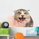hand stroking a cat on a white background Wall Decal