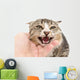 hand stroking a cat on a white background Wall Decal