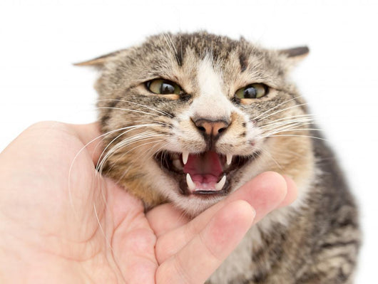 hand stroking a cat on a white background Wall Decal