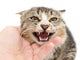 hand stroking a cat on a white background Wall Decal