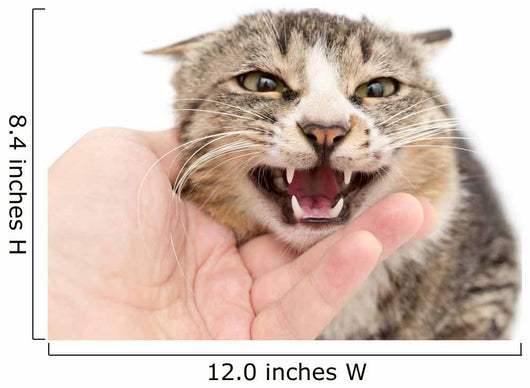 hand stroking a cat on a white background Wall Decal