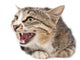 Pretty Kitty Cat Wall Decal