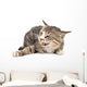 Cat portrait on a white background Wall Decal