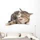 Cat portrait on a white background Wall Decal