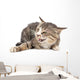 Cat portrait on a white background Wall Decal