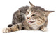 Cat portrait on a white background Wall Decal