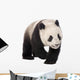 Giant Panda 18 Months - Ailuropoda Melanoleuca Wall Decal