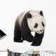 Giant Panda 18 Months - Ailuropoda Melanoleuca Wall Decal