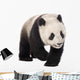 Giant Panda 18 Months - Ailuropoda Melanoleuca Wall Decal
