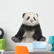 Giant Panda 6 Months - Ailuropoda Melanoleuca Wall Decal
