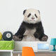 Giant Panda 6 Months - Ailuropoda Melanoleuca Wall Decal