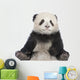 Giant Panda 6 Months - Ailuropoda Melanoleuca Wall Decal