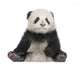 Giant Panda 6 Months - Ailuropoda Melanoleuca Wall Decal