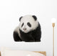 Giant Panda 4 Months - Ailuropoda Melanoleuca Wall Decal