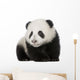 Giant Panda 4 Months - Ailuropoda Melanoleuca Wall Decal