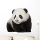 Giant Panda 4 Months - Ailuropoda Melanoleuca Wall Decal