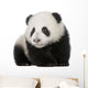 Giant Panda 4 Months - Ailuropoda Melanoleuca Wall Decal