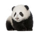 Giant Panda 4 Months - Ailuropoda Melanoleuca Wall Decal