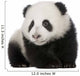 Giant Panda 4 Months - Ailuropoda Melanoleuca Wall Decal
