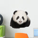 Giant Panda 4 Months - Ailuropoda Melanoleuca Wall Decal