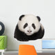 Giant Panda 4 Months - Ailuropoda Melanoleuca Wall Decal