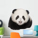 Giant Panda 4 Months - Ailuropoda Melanoleuca Wall Decal