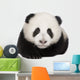 Giant Panda 4 Months - Ailuropoda Melanoleuca Wall Decal