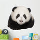 Giant Panda 4 Months - Ailuropoda Melanoleuca Wall Decal