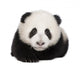 Giant Panda 4 Months - Ailuropoda Melanoleuca Wall Decal