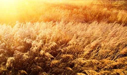 Autumn Yellow Grass and Wall Decal