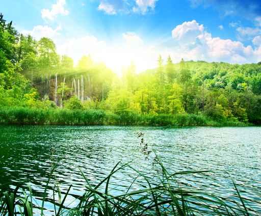 Lake Deep Forest Wall Decal Design 1
