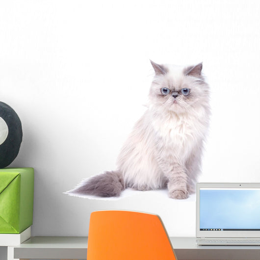 Cat with grumpy muzzle expression Wall Decal