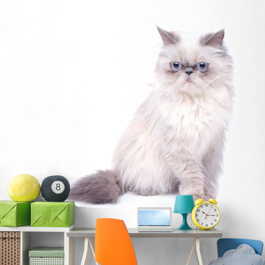 Cat with grumpy muzzle expression Wall Decal