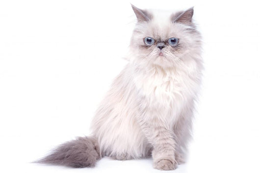 Cat with grumpy muzzle expression Wall Decal