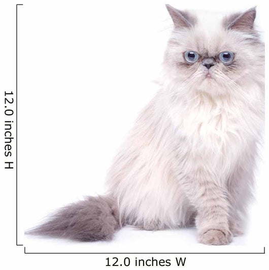 Cat with grumpy muzzle expression Wall Decal